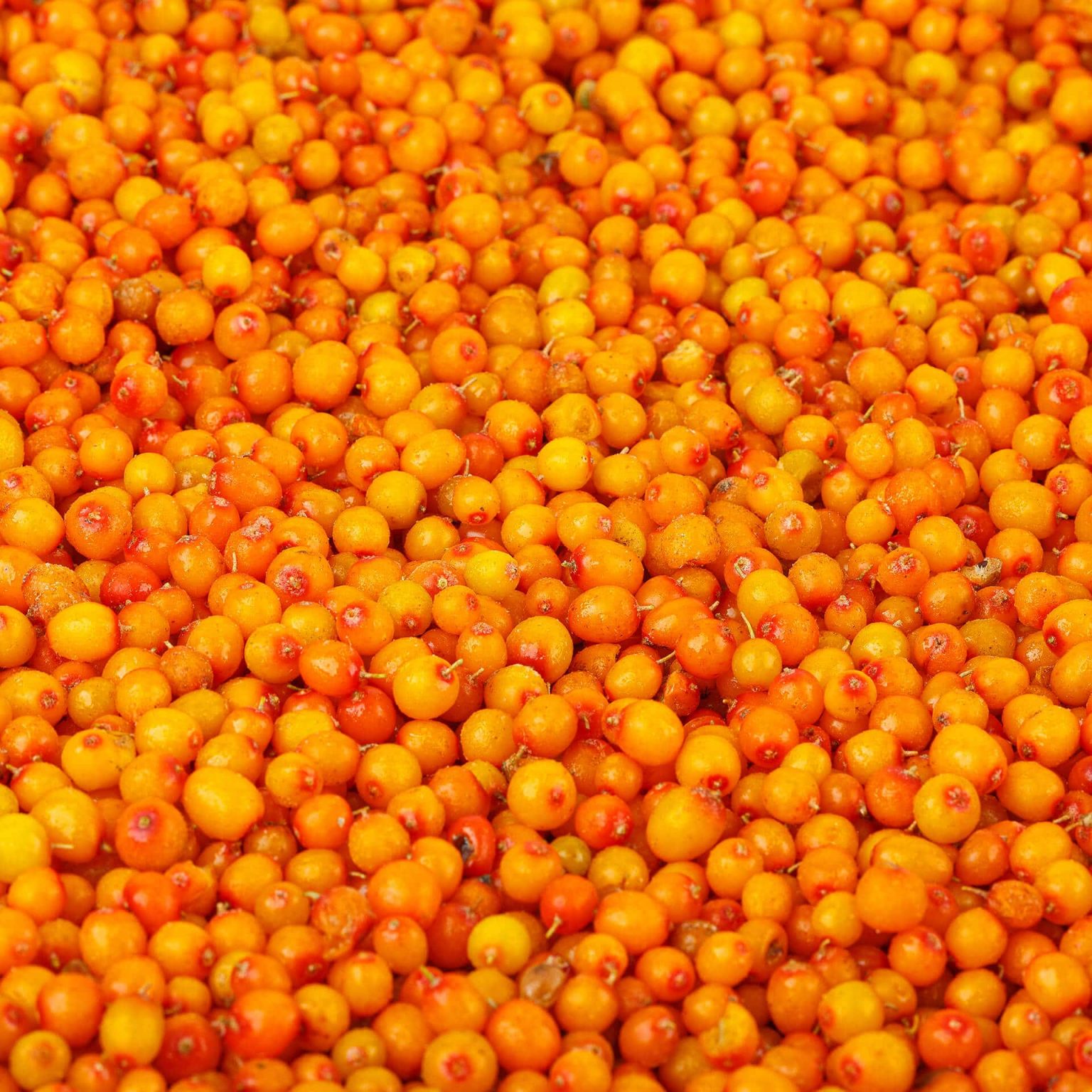 Замороженная облепиха 10 кг, этикетка, купить оптом и в розницу с доставкой по москве и московской области, недорого, низкая цена